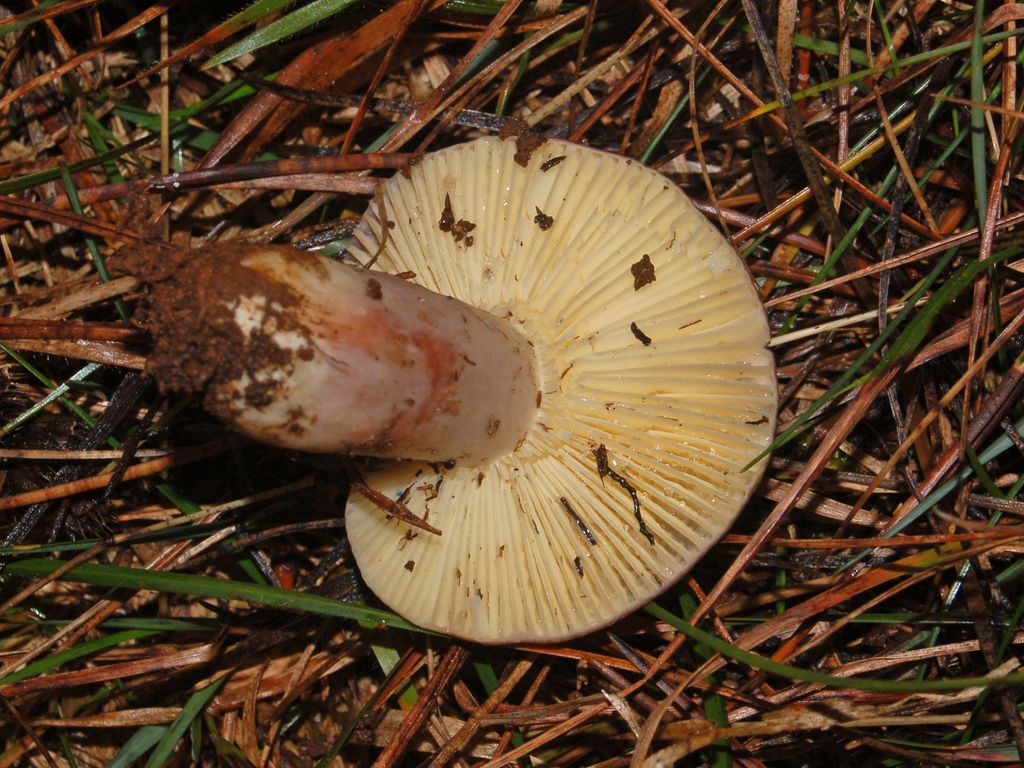 Una russula da determinare